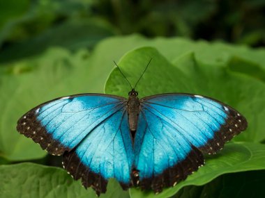 Close up of Blue Morpho, Morpho peleides, big butterfly sitting on green leaves, found in Mexico, Central America, northern South America, Paraguay clipart