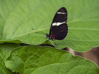 Doris Longwing ya da Doris, Nymphalidae familyasından bir kelebek türü. Makro, yeşil yapraklı siyah, beyaz ve kırmızı kanatlı narin böceği kapat.