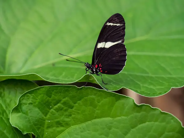 stock image Heliconius doris, the Doris longwing or Doris is a species of butterfly in the family Nymphalidae. Macro close up of delicate insect with black, white and red wings on a green leaf