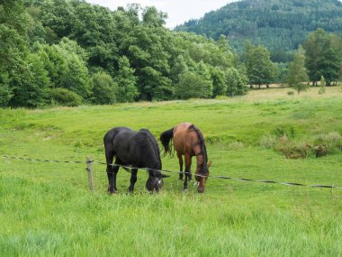İki at, kızıl kahverengi ve siyah, yapraklı ağaçlar ve yaprak döken orman arka planıyla yaz çayırlarında otlayan, cennet gibi yemyeşil arazi, kopyalama alanı.