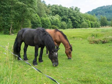 İki yakın at, kızıl kahverengi ve siyah, yapraklı ağaçlar ve yaprak döken orman arka planıyla elektrik çitlerinin arkasındaki çayırda otluyorlar..