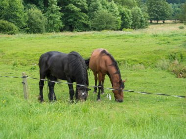 Two close up horses, ginger brown and black, grazing on summer meadow behind electric fence with leafy trees and deciduous forest background. clipart