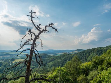 Panoramic view from sandstone rock lookout Jehla near Ceska Kamenice town. Summer landscape in Lusatian Mountains with green hills and mixed forest. Dried pine tree in foreground. clipart