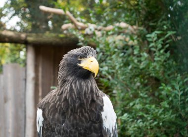 Stellers deniz kartalı, Haliaeetus pelagicus, ayrıca Pasifik deniz kartalı veya beyaz omuzlu kartal portresi yırtıcı kuşların en ağırıdır. Koyu kahverengi tüyleri, beyaz kanatları ve sarı gagası vardır..