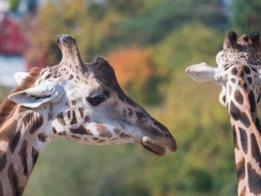 Zürafa portresini yakından çek. Giraffa camelopardalis camelopardalis Linnaeus, profil görüntüsü, göz bokeh sonbahar yapraklarına odaklan