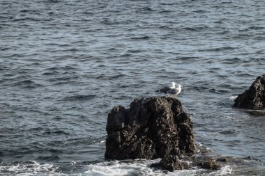 Bir çift martı siyah bir lav kayasının üzerinde duruyor ve ileriye bakıyor. Arkasında huzursuz Atlantik Okyanusu var. Büyük siyah sırtlı martı, Larus marinus Tenerife adasında doğal yaşam alanında..