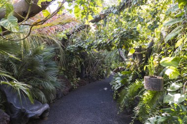 Tenerife Kanarya Adaları 'ndaki çeşitli orkideler, eğreltiotları ve palmiye ağaçları olan yemyeşil bir botanik bahçesinden geçen yol.