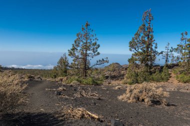 Volkan Pico del Teide 'de kış manzarası ve Samara' dan gelen kar lekeleri. Dağlar, lav tarlaları, çam ağaçları, mavi gökyüzü. El Teide Ulusal Parkı, Tenerife, Kanarya Adaları, İspanya.