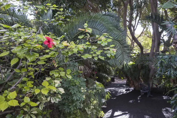 Tenerife Kanarya Adaları 'ndaki çeşitli orkideler, eğreltiotları ve palmiye ağaçları olan yemyeşil bir botanik bahçesinden geçen yol.