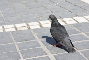 Yerde güvercin ya da şehirde asfalt. Güvercin ayakta. Güvercin mi güvercin mi? Güvercin konsepti fotoğrafı.