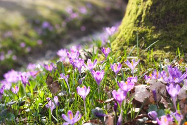 Crocus sativus ormanında bir safran çiçeği. Vahşi doğada mor bir çiçek. Çiçek açarken safran çiçekleri.