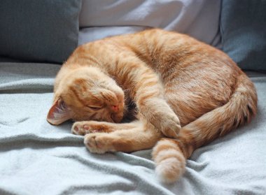 Uyuyan kızıl erkek kedi. Kanepede uyuyan turuncu evcil kedi..
