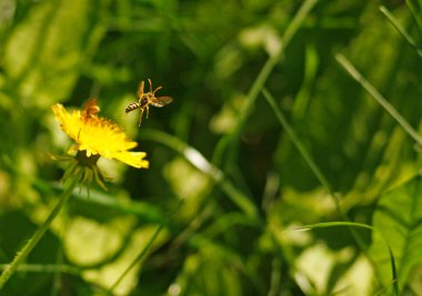 Bir karahindiba çiçeğinden uçan bir eşek arısı (Vespula vulgaris).