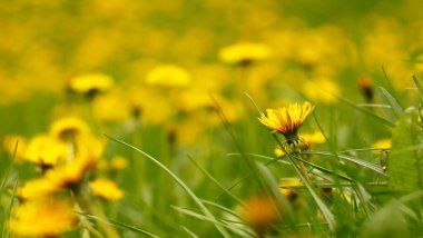 Çimenlerde sarı karahindiba çiçekleri olan güzel bir yaz arkaplanı. Çiçekler açan sarı karahindiba Taraxacum officinale