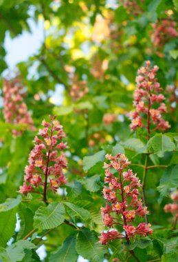 Canlı pembe kestane çiçekleri yemyeşil yapraklarla çevrili. Doğal, botanik ve mevsimsel temalar için fotoğraf