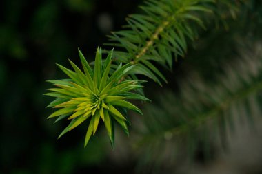 Maymun Bulmaca Ağacı ya da Şili Çamı olarak da bilinen Araucaria araucana ağacının dalı