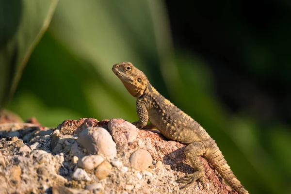 The European Agama lizard sits on a stone on green nature background