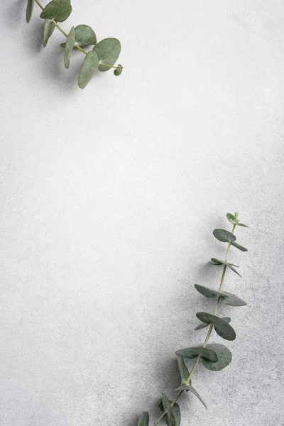 Eucalyptus branch on grey concrete background. Flat lay for design with copy space.