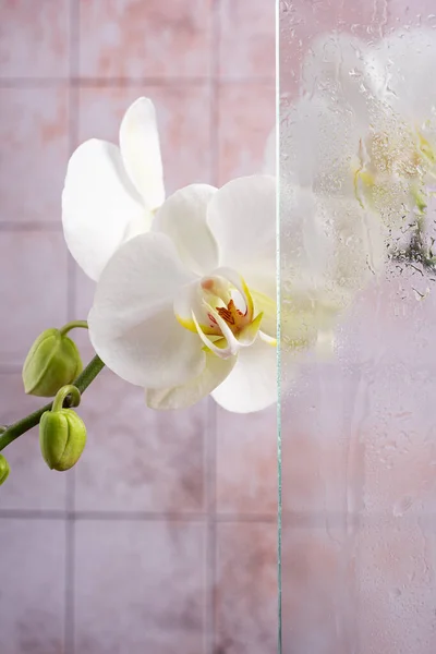 ガラスシャワーキャビン バスルーム スパのための白い蘭の花とリラックスしたコンセプト — ストック写真