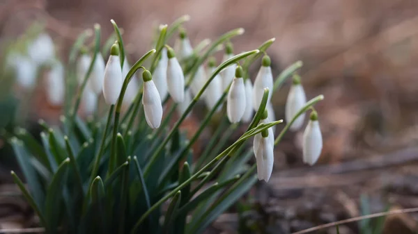 Bloemen Van Sneeuwdruppel Lente Tuin Sneeuwklokje Galanthus Nivalis Bloemen Natuurlijke — Stockfoto