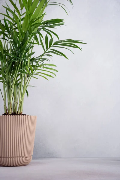 Una Planta Interior Verde Palma Hamedorea Una Maceta — Foto de Stock