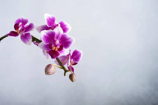 Фиолетовый Цветок Орхидеи Фаленопсис Сером Фоне — стоковое фото