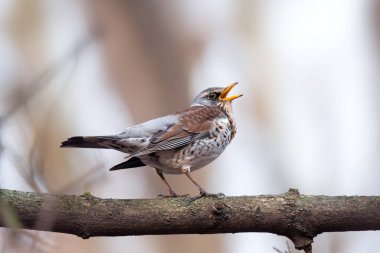 Güzel bir Song Thrush (Turdus philomelos) bir dala konmuş.