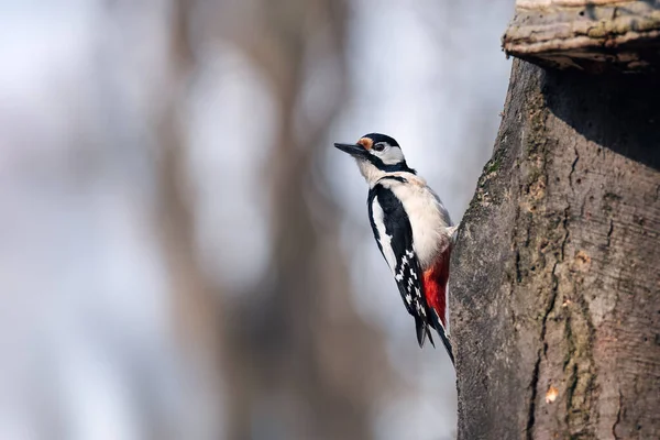 Great Spotted Woodpecker Dendrocopos Major ในท อาศ ยตามธรรมชาต — ภาพถ่ายสต็อก