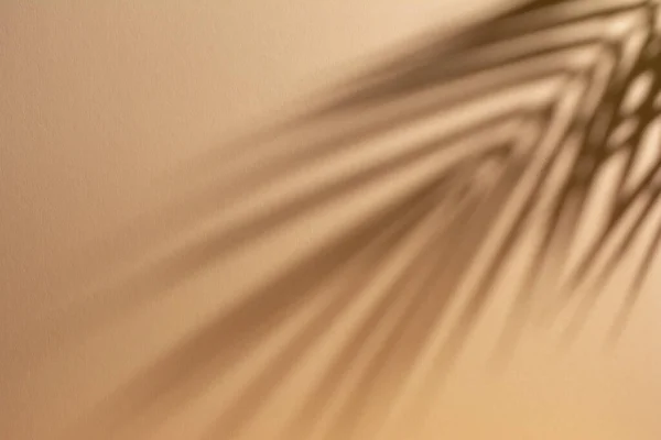 Абстрактний Фон Тіней Пальмового Листя Стінці Піску Концепція Літнього Пляжу — стокове фото
