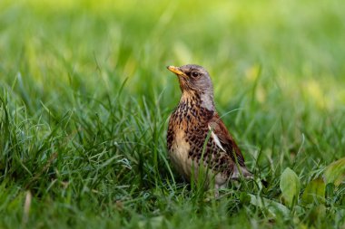 Tarla portresi (Turdus pilaris). Çevredeki küçük kuş. 