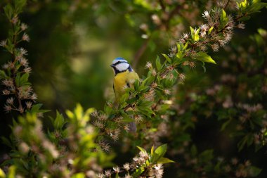 Common bird Eurasian Blue Tit (Cyanistes caeruleus) sitting on blossom tree.
