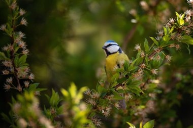 Common bird Eurasian Blue Tit (Cyanistes caeruleus) sitting on blossom tree.