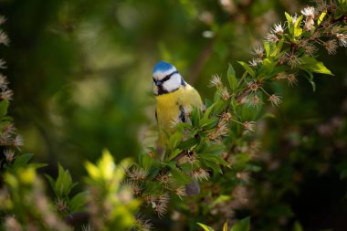 Common bird Eurasian Blue Tit (Cyanistes caeruleus) sitting on blossom tree.