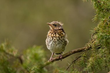 Yuvalama alanı portresi (Turdus pilaris). Çevredeki küçük kuş. 