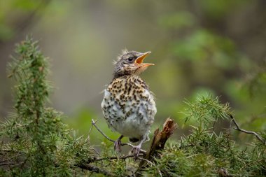 Yuvalama alanı portresi (Turdus pilaris). Çevredeki küçük kuş. 