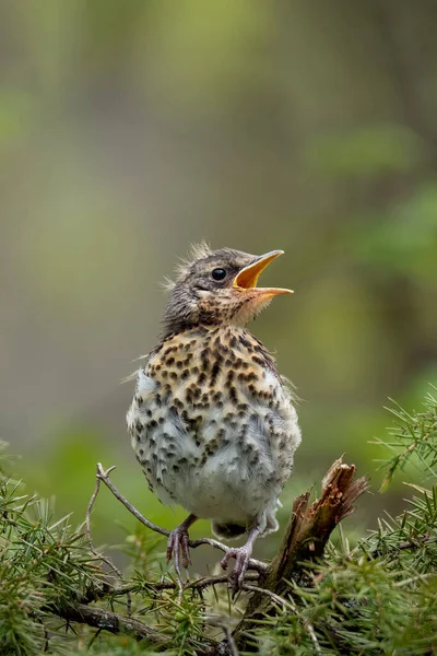営巣地の肖像画 Turdus Pilaris 環境中の小鳥 — ストック写真
