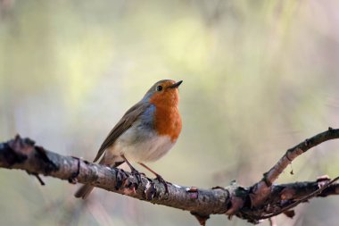 Güzel Avrupalı Robin (Erithacus rubecula) dalda şarkı söylüyor. Doğal ortamda küçük bir kuş..