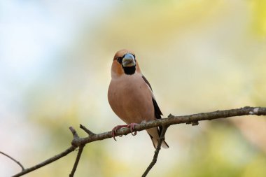 Bir dalda oturan ispinoz (Coccothraustes coccothraustes). Doğal ortamında vahşi bir kuş.