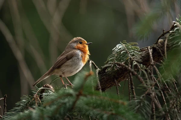 Прекрасная Европейская Робин Erithacus Rubecula Поет Ветке Маленькая Птица Естественной — стоковое фото