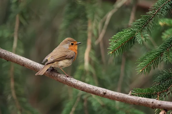 Hermoso Europeo Robin Erithacus Rubecula Cantando Rama Pájaro Pequeño Hábitat — Foto de Stock