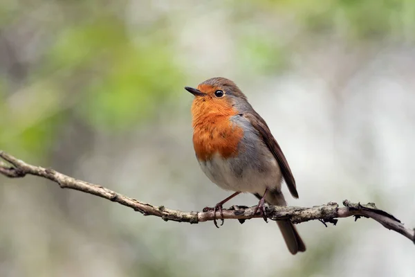 Piękny Europejski Robin Erithacus Rubecula Śpiewający Gałęzi Mały Ptak Środowisku — Zdjęcie stockowe