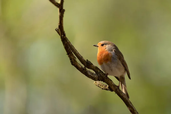 Bellissimo Robin Europeo Erithacus Rubecula Che Canta Ramo Uccellino Habitat — Foto Stock