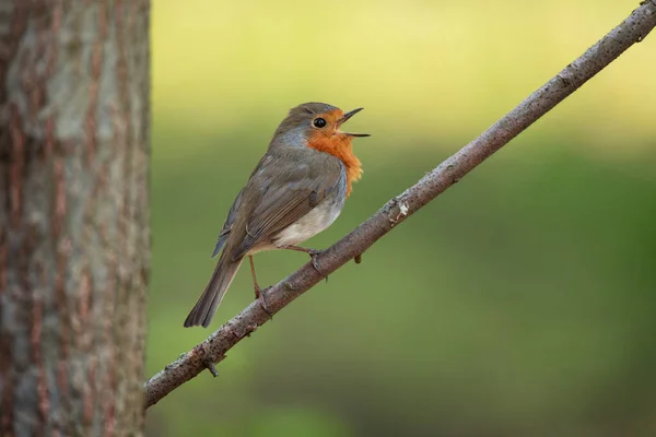 Linda Robin Europeia Erithacus Rubecula Cantando Ramo Pássaro Pequeno Habitat — Fotografia de Stock