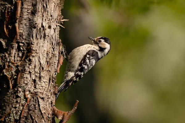 Lesser Spotted Woodpecker Dendrocopos Minor Male Bird Sits Tree Trunk — Stock Photo, Image