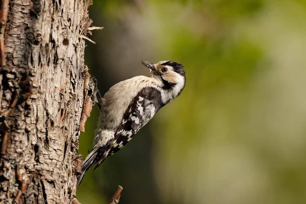 อยกว าเห Woodpecker Dendrocopos เยาว นกต งอย บนท ายต นไม — ภาพถ่ายสต็อก