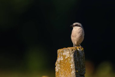 Kırmızı sırtlı bir örümcekkuşu yemyeşil bir arka planda oturuyor. Doğal ortamında vahşi bir kuş.