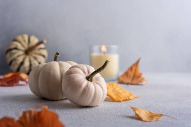 Minyatür balkabakları ve cam mumlar, sonbahar ve Şükran Günü tatilleri için gri arka planda rahat ev dekoru olarak kullanılıyor.