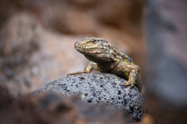 Batı kanarya kertenkelesi ya da kertenkele yanığı (Gallotia galloti) kaya, Tenerife, Kanarya Adaları, İspanya, Avrupa 'da güneşlenir. Doğal ortamında vahşi bir hayvan..