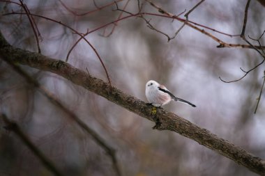 Long-tailed Tit (Aegithalos caudatus) sitting on a branch. Wild animal in natural habitat.