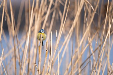 Blue tit sitting on a rush branch with a nice blurry background. Colorful small bird in its natural habitat.